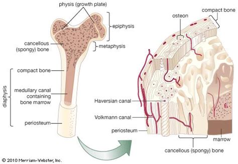 In the center of each osteon is the central canal, a space that houses blood vessels and nerves that supply bone. cancellous bone | anatomy | Britannica.com
