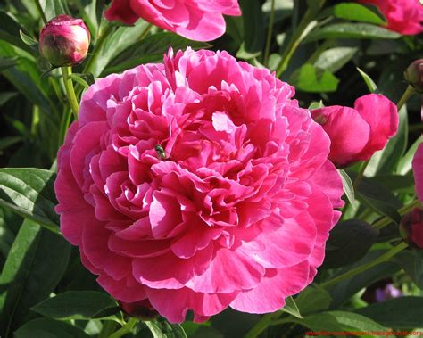 Feel free to send us your own wallpaper and we will consider adding it to appropriate category. Free Spring Wallpaper And Screensavers - WallpaperSafari