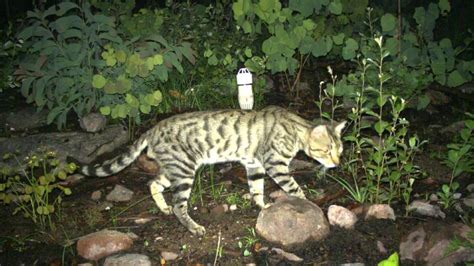 Should We Be Shooting Feral Cats To Protect The Riverina Have Your Say