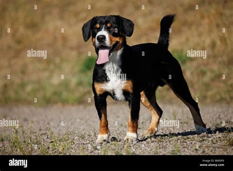 Stehender Entlebucher Sennenhund Standing Entlebucher Mountain Dog