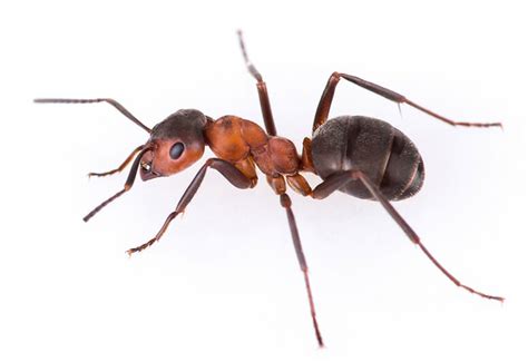 How To Get Rid Of Sugar Ants Dodson Pest Control