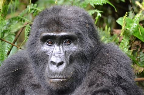 Global Mountain Gorilla Population Grows To 1063