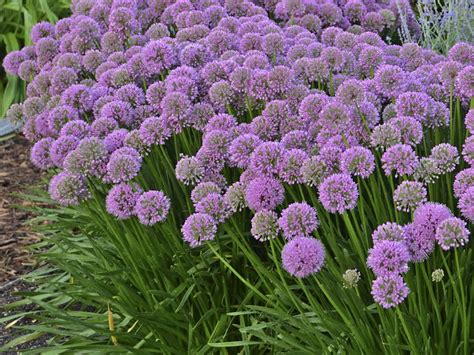 Kath laliberte · april 27, 2020 at 08:31:08 · →. Allium Millenium: 2018 Perennial Plant of the Year • Cut ...