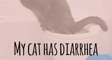 Cat Diarrhea My Cat Has Diarrhea What Should I Do