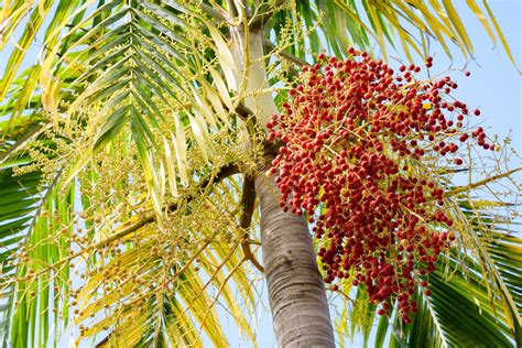 How To Grow And Care For Christmas Palm Trees Flipboard