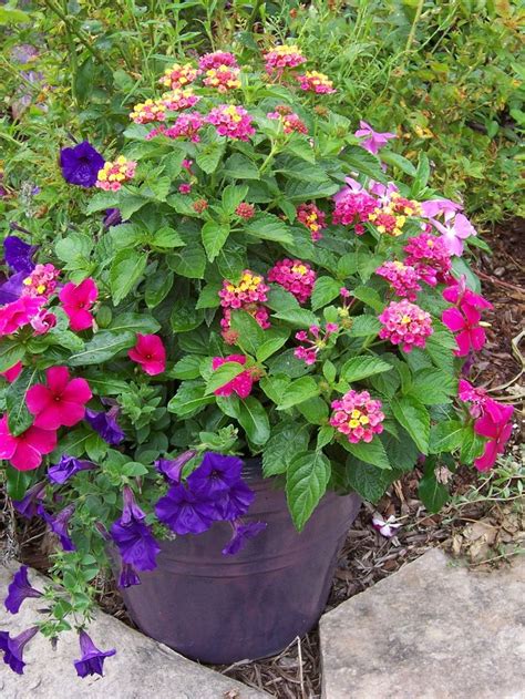 Great Container Plant Combinations Back To Basics