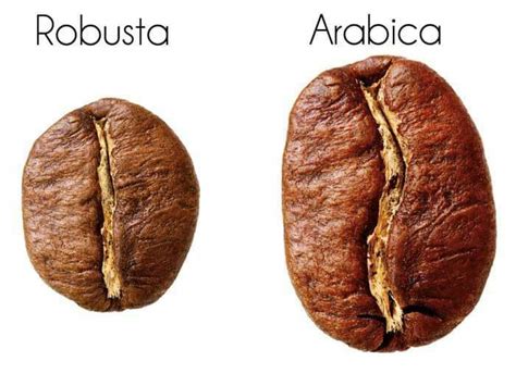 beda kopi arabica  robusta kopi keto