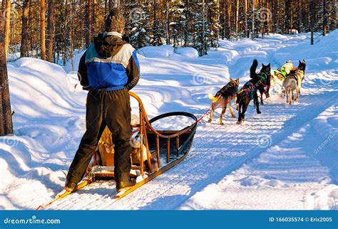 Man On Husky Sledge In Lapland Finland Reflex Editorial Stock Image