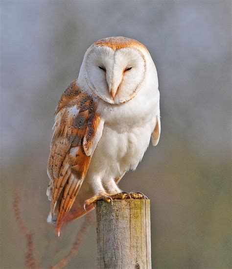 Barn Owl Beauty Of Bird