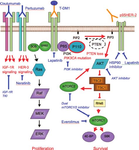 Illustration Of Main Mechanisms Of Trastuzumab Resistance In Red And