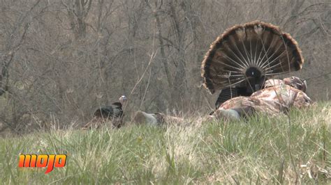 Most Exciting Way To Hunt Turkeys Mojo Scoot N Shoot Method Youtube