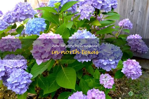 5 Tips For Growing Hydrangeas In North Texas | ShunCy
