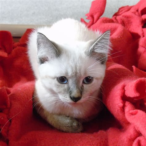 Baby Kittens For Adoption Meet Orange Tabby Rescue Kittens From