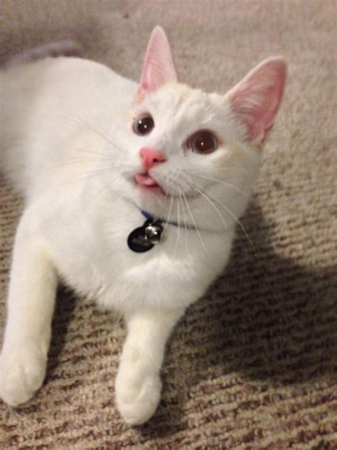 Cat Sticking Tongue Out Pictures Photos And Images For