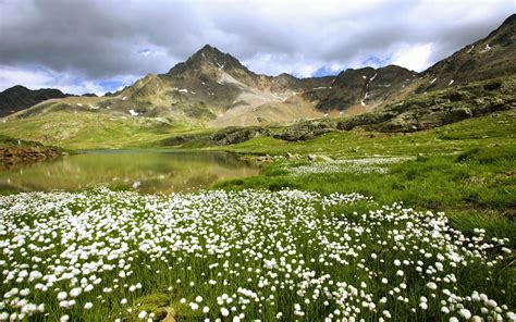 White Flower Field Near Rocky Mountain Wallpaper Landscape Mountains
