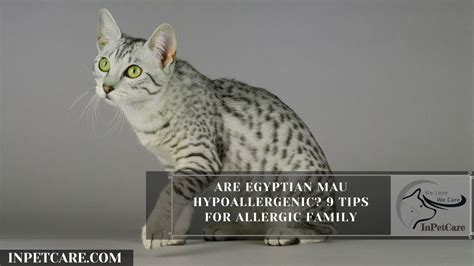 Non Hypoallergenic Cats In Pet Care