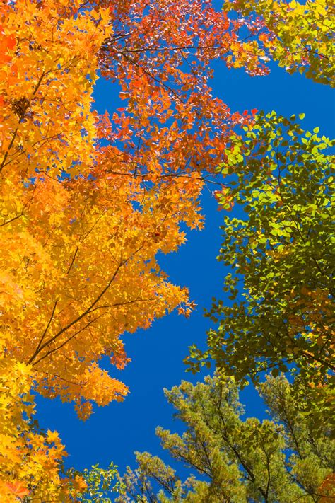 Fall Foliage And Blue Sky Free Stock Photo Public Domain Pictures
