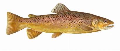 Trout Brown Fishing River Guides Delaware Scenic