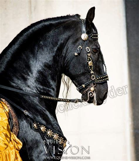 Friesian Horse Andalusian Medieval Horse Black Stallion Black