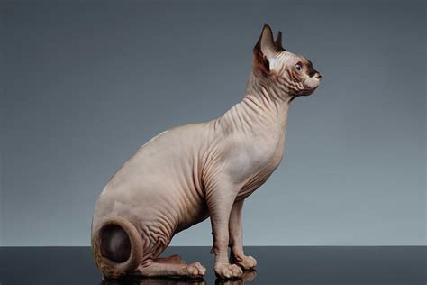 Sphynx Cat Sits And Looking Forward On Black Photograph By Sergey Taran