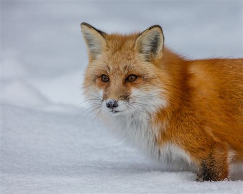 Michael Heege Nature Photography The Beautiful Red Fox