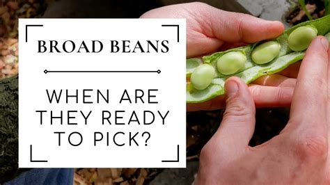 Harvesting Broad Beans How To Tell When Broad Beans Are Ready To Pick
