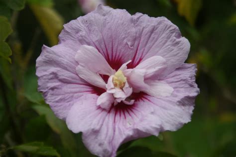 Hibiscus Syriacus Lavender Chiffon® Notwoodone