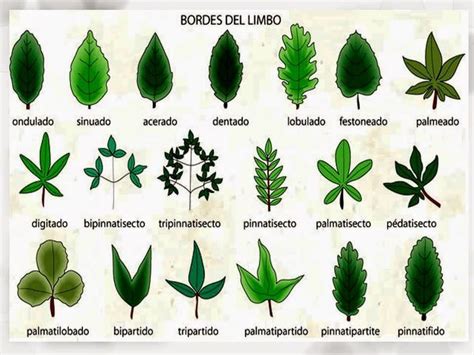 Nsc 1° Hojas Para El Herbario Leaves Foliage Plants Leaf