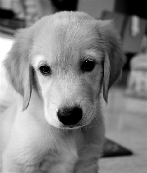 Free Images Black And White Puppy Animal Cute Canine Pet Young