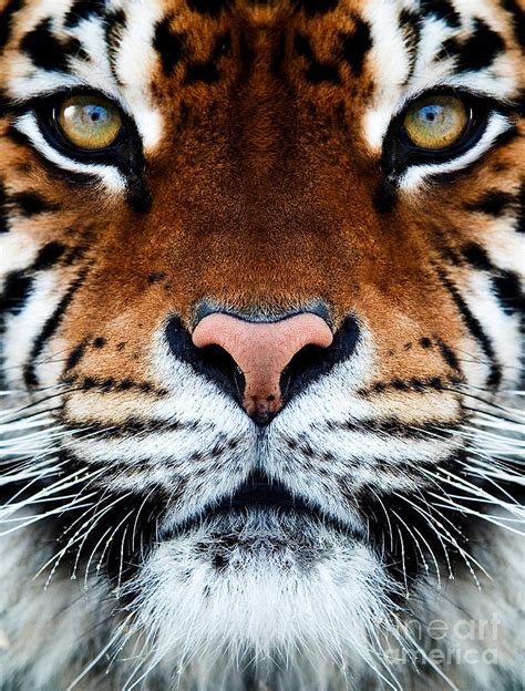 Tiger Portrait By Andrey Ushakov