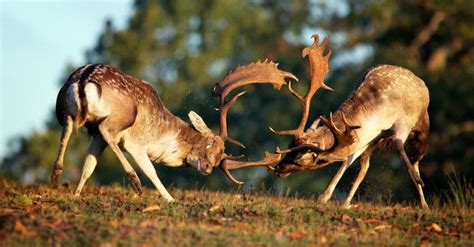 Fallow Deer Animal Facts Dama Dama Az Animals