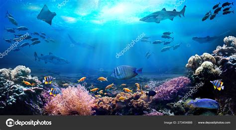 Underwater View Coral Reef Life Ocean School Fish ⬇ Stock Photo Image