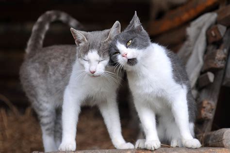 Should I Get Two Cats Choosing The Right Cat For You Cats Guide