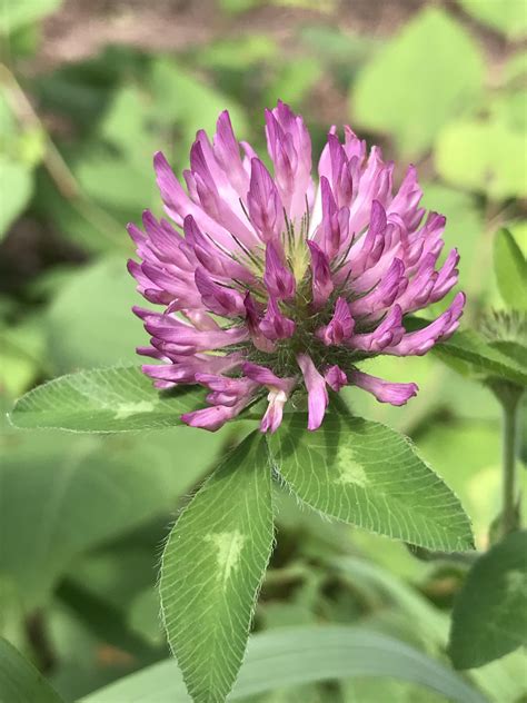When To Plant Clover In Georgia