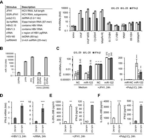 Figures And Data In Microrna 122 Supports Robust Innate Immunity In