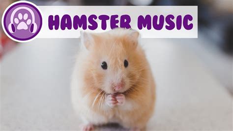 Extremely Relaxing Hamster Music Soothing Sounds To Calm Your Hamster