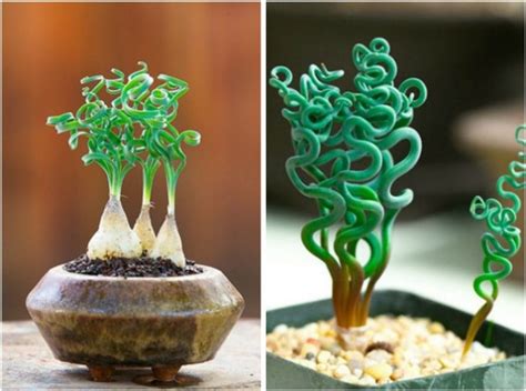 20 Weird House Plants You Didn't Know You Needed | Plants, Weird plants, Unusual plants