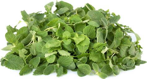 Micro Mix Mint Information And Facts