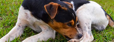 How to control grass allergies in dogs? Allergies In Dogs | Does My Dog Have Allergies? - My Family Vets