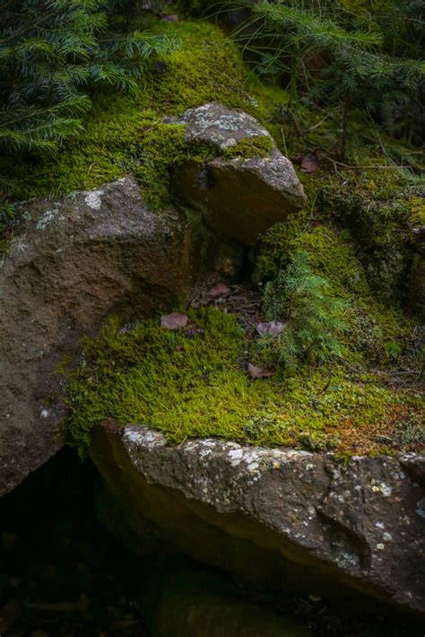 Dense Moss Covered Cliffs In The Forest Nature Photography