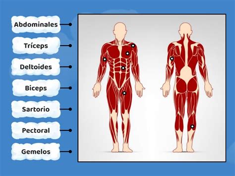 Musculos Del Cuerpo Humano Diagrama Etiquetado Sexiz Pix
