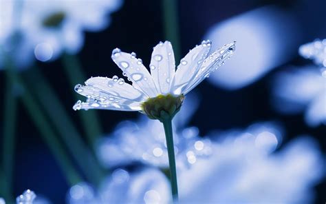 White Petaled Flowers With Dew Drops Hd Wallpaper Wallpaper Flare