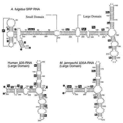 Secondary Structures Of Afulgidus Srp Rna And Δ35 Rnas Of Hsapiens