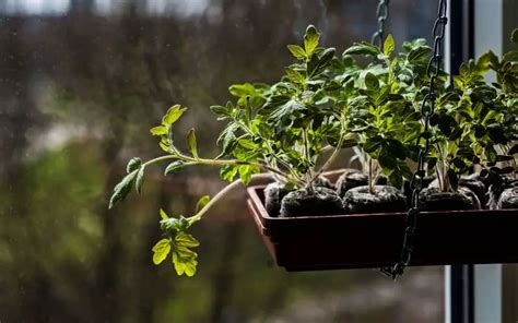 When To Transplant Tomato Seedlings From Seed Tray Megatomato