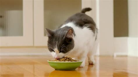 Purina Cat Chow Naturals Tv Spot Coming Home Ispottv