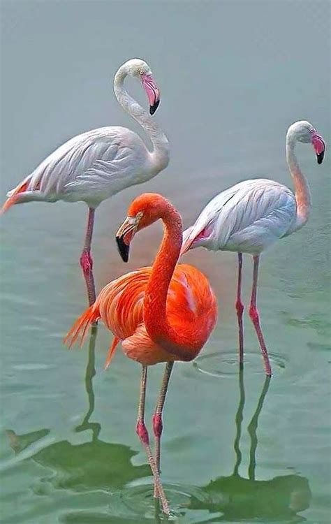 Flamingos Bird Pink Hd Phone Wallpaper Peakpx