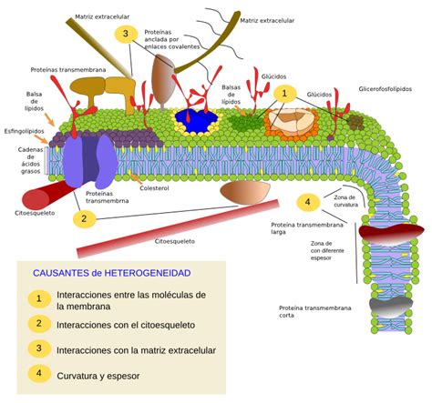 1 La Célula Y Su Membrana Bio Celular Isfd 16 2020