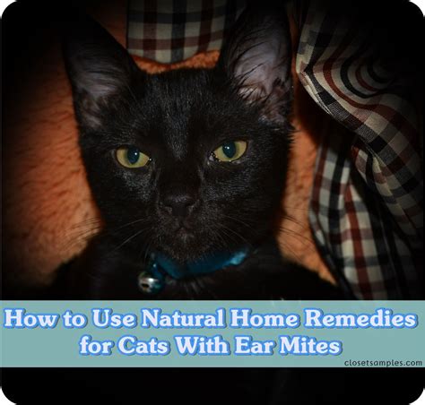 How To Use Natural Home Remedies For Cats With Ear Mites Natural Home