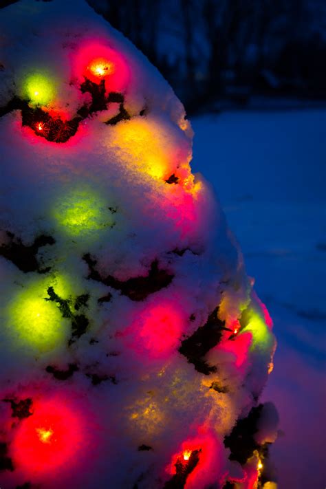 Snow Covered Christmas Tree Free Stock Photo Public Domain Pictures