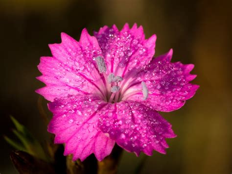 Flower Small · Free Photo On Pixabay